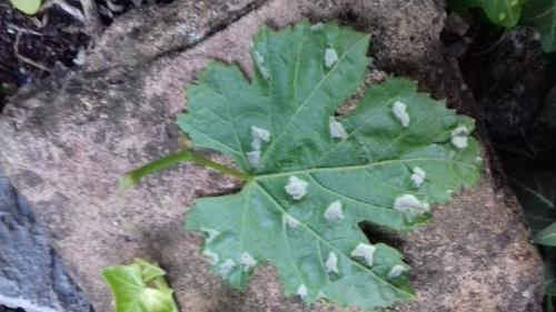 Réf. 235 068 : Colomerus vitis
